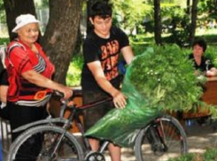 Обменять амброзию на деньги предложили жителям в Ставропольском крае