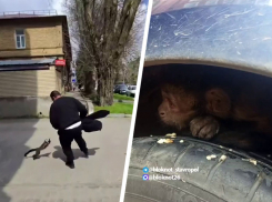 Мартышка-беглец уехала на автобусе при попытке «задержания» в Ставрополе