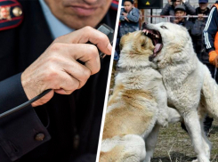 Полиция Андроповского округа проверяет информацию главы Росприроднадзора о проведении собачьих боев в Курсавке