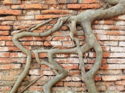 Корни дерева разрушают жилой дом на Ставрополье 