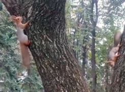 Весёлые игры шустрых белок попали на видео на Ставрополье