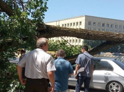 Рухнувший тополь смял иномарку на парковке напротив правительства в Ставрополе