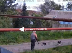 Нечеловеческая жестокость: мужчина с винтовкой застрелил щенка на Ставрополье