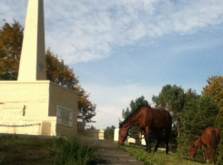 Лошади гадят на памятник героям гражданской войны в Кисловодске