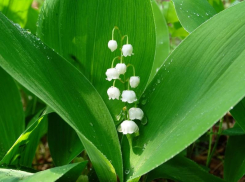 На Ставрополье под угрозой исчезновения закавказский ландыш
