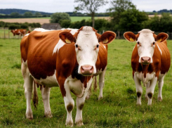 Больных животных планируют сжигать на Ставрополье за 30 миллионов рублей