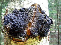 Создатели вакцины от коронавируса посоветовали лечиться «березовым грибом»