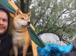 Знаменитый пятигорский пес Стив из мема «Фиаско, братан» угодил в ветеринарную клинику 