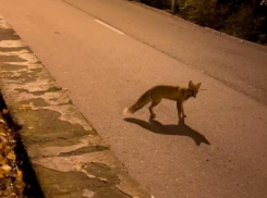 Лису заметил житель Пятигорска
