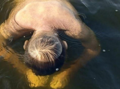 Утонул при загадочных обстоятельствах: в пруду на Ставрополье нашли труп мужчины 