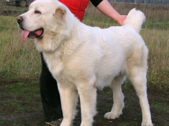 На Ставрополье рецидивист украл у фермера собаку