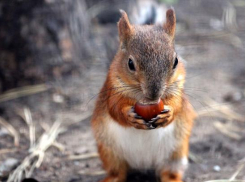 Середина недели в Ставрополе будет жаркой