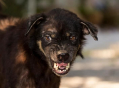 Пострадавшему от укуса собаки ребенку на Ставрополье выплатят денежную компенсацию