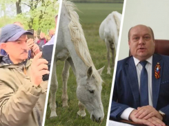 Спасти лошадей на конеферме в Александровском округе удалось благодаря волонтерам