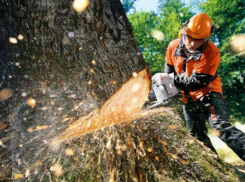 «Зеленый щит» не смог спасти лесополосу в Ставрополе
