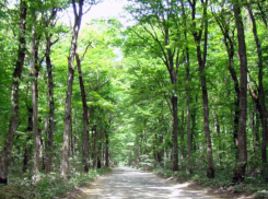 Жители Ставрополя требуют разрешить свободное передвижение по лесу Кругленькому