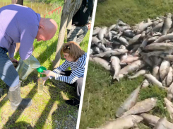 Причины массовой гибели рыбы на Ставрополье выясняют специалисты