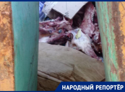 Вонючие черепа у детского сада возмутили жителей Ставрополя