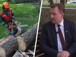 Мэрия Ставрополя слукавила, что при строительстве пешей дороги между улицами Мира и Лермонтова не пострадает ни одно дерево