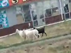 Целое стадо коз разгуливает по Ставрополю само по себе