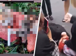 Подросток в Ставрополе расчленил котенка ради видео в Tik-Tok