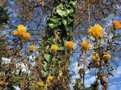 Цветы упорно продолжают цвести вопреки снегу и морозу в Ставрополе