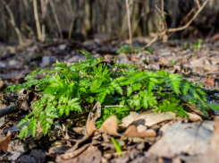 Во вторник в Ставрополе будет тепло и солнечно