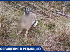 «Фермеры должны ответить по закону»: на Ставрополье продолжают погибать животные