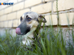 Тысячи бездомных собак поймали в Ставропольском крае за полгода, но дом нашли немногие