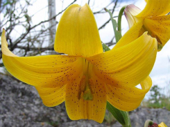 Красивый цветок может перестать радовать взор Ставропольцев из-за выпаса скота и сбора на букеты