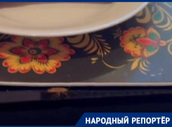 В одном из ставропольских заведений были замечены тараканы — видео