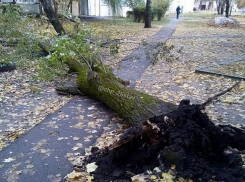 Старое дерево рухнуло на тротуар в жилом дворе Ставрополя 