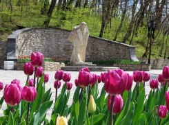 20 тысяч тюльпанов высадят к новому сезону в Железноводске 