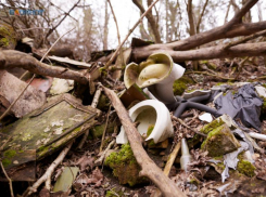 Ставропольский край стал «мусорной столицей» СКФО по данным Росприроднадзора