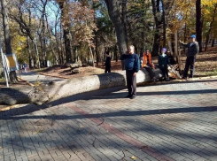 Многолетнее дерево рухнуло в Центральном парке Ставрополя