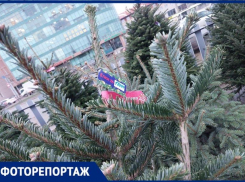 От 1 000 до 35 000 рублей начали продавать новогодние деревья на елочных базарах в Ставрополе 