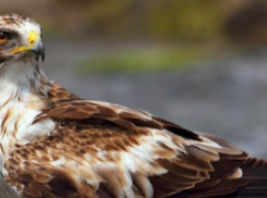 На Ставрополье вымирает орел-карлик