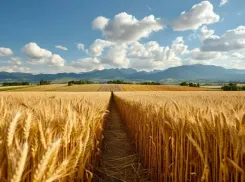 Грызунов на Ставрополье снова будет травить региональный минсельхоз 