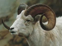 На Ставрополье баран убил пенсионера