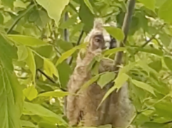 ​​Ставропольцев попросили не трогать новорожденных птенцов