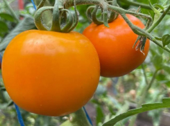 Томат Оранж F1: россыпи сладких оранжевых «солнышек» на грядке