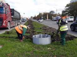 Ограждение на разделительной полосе в Ставрополе заменят 1,5 тысячи кустов роз 