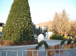 180 живых елок установят на главной площади в Пятигорске 