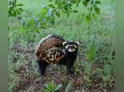 Природа настолько очистилась: в Минводах заметили краснокнижного хорька