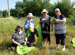 Заработать денег на амброзии смогут жители Пятигорска 
