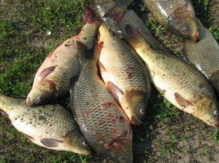 Паразитов нашли в рыбе на Ставрополье