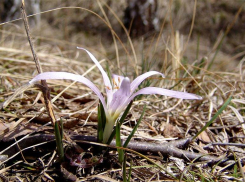 Редкое растение из Красной книги России исчезает на территории Ставропольского края