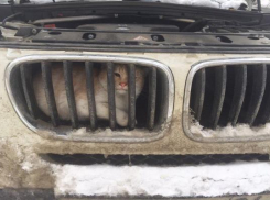 Замёрзнувший из-за снегопада и ветра кот залез на радиатор BMW