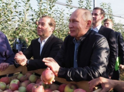 Владимир Путин похвалил ставропольские яблоки 