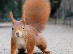 В Ставрополе белка перешла дорогу на зеленый свет